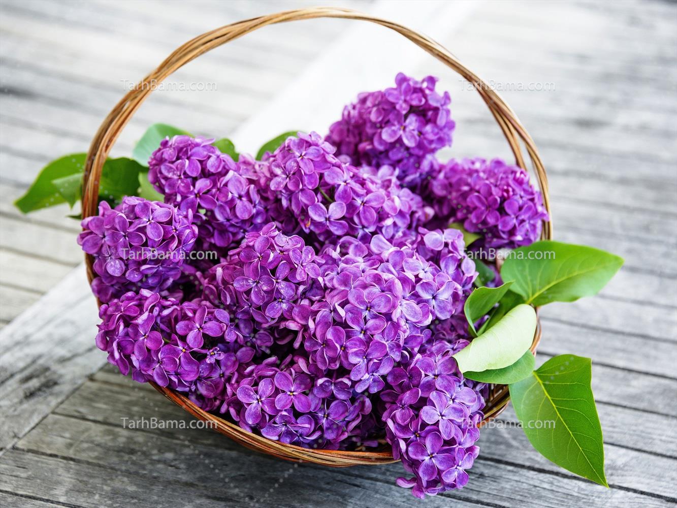 تصاویر گل و گیاه